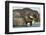 African Elephant in Chobe River, Chobe National Park, Botswana-Paul Souders-Framed Photographic Print