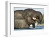 African Elephant in Chobe River, Chobe National Park, Botswana-Paul Souders-Framed Photographic Print