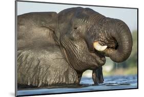 African Elephant in Chobe River, Chobe National Park, Botswana-Paul Souders-Mounted Photographic Print