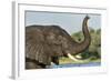 African Elephant in Chobe River, Chobe National Park, Botswana-Paul Souders-Framed Photographic Print