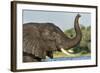 African Elephant in Chobe River, Chobe National Park, Botswana-Paul Souders-Framed Photographic Print