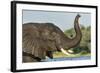 African Elephant in Chobe River, Chobe National Park, Botswana-Paul Souders-Framed Photographic Print