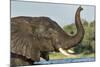 African Elephant in Chobe River, Chobe National Park, Botswana-Paul Souders-Mounted Photographic Print