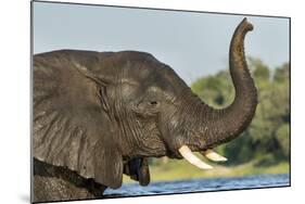 African Elephant in Chobe River, Chobe National Park, Botswana-Paul Souders-Mounted Photographic Print