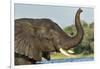 African Elephant in Chobe River, Chobe National Park, Botswana-Paul Souders-Framed Photographic Print