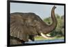 African Elephant in Chobe River, Chobe National Park, Botswana-Paul Souders-Framed Photographic Print