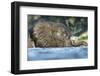 African Elephant in Chobe River, Chobe National Park, Botswana-Paul Souders-Framed Photographic Print