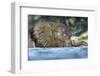 African Elephant in Chobe River, Chobe National Park, Botswana-Paul Souders-Framed Photographic Print