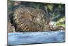 African Elephant in Chobe River, Chobe National Park, Botswana-Paul Souders-Mounted Photographic Print