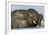 African Elephant in Chobe River, Chobe National Park, Botswana-Paul Souders-Framed Photographic Print