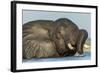 African Elephant in Chobe River, Chobe National Park, Botswana-Paul Souders-Framed Photographic Print