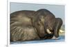 African Elephant in Chobe River, Chobe National Park, Botswana-Paul Souders-Framed Photographic Print