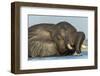 African Elephant in Chobe River, Chobe National Park, Botswana-Paul Souders-Framed Photographic Print