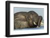 African Elephant in Chobe River, Chobe National Park, Botswana-Paul Souders-Framed Photographic Print