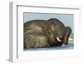 African Elephant in Chobe River, Chobe National Park, Botswana-Paul Souders-Framed Photographic Print