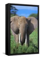 African Elephant in Grass-DLILLC-Framed Stretched Canvas