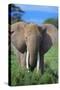 African Elephant in Grass-DLILLC-Stretched Canvas