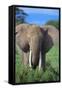 African Elephant in Grass-DLILLC-Framed Stretched Canvas