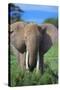 African Elephant in Grass-DLILLC-Stretched Canvas