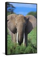 African Elephant in Grass-DLILLC-Framed Stretched Canvas