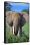 African Elephant in Grass-DLILLC-Framed Stretched Canvas