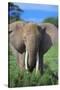 African Elephant in Grass-DLILLC-Stretched Canvas