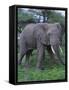 African Elephant in Grass-DLILLC-Framed Stretched Canvas