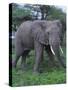 African Elephant in Grass-DLILLC-Stretched Canvas