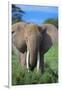 African Elephant in Grass-DLILLC-Framed Photographic Print