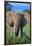 African Elephant in Grass-DLILLC-Framed Photographic Print