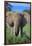 African Elephant in Grass-DLILLC-Framed Photographic Print