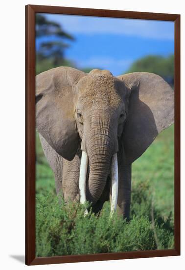 African Elephant in Grass-DLILLC-Framed Photographic Print