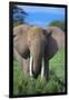 African Elephant in Grass-DLILLC-Framed Photographic Print