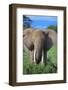 African Elephant in Grass-DLILLC-Framed Photographic Print