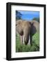 African Elephant in Grass-DLILLC-Framed Photographic Print