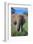 African Elephant in Grass-DLILLC-Framed Photographic Print