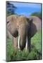 African Elephant in Grass-DLILLC-Mounted Photographic Print