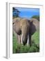 African Elephant in Grass-DLILLC-Framed Photographic Print