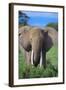 African Elephant in Grass-DLILLC-Framed Photographic Print