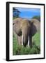 African Elephant in Grass-DLILLC-Framed Photographic Print