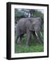 African Elephant in Grass-DLILLC-Framed Photographic Print