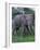 African Elephant in Grass-DLILLC-Framed Photographic Print