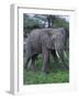 African Elephant in Grass-DLILLC-Framed Photographic Print