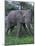 African Elephant in Grass-DLILLC-Mounted Photographic Print