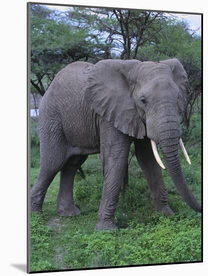 African Elephant in Grass-DLILLC-Mounted Photographic Print