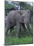 African Elephant in Grass-DLILLC-Mounted Photographic Print