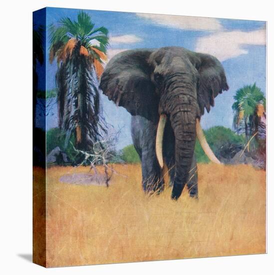 African Elephant in His Native Haunts-Wilhelm Kuhnert-Stretched Canvas