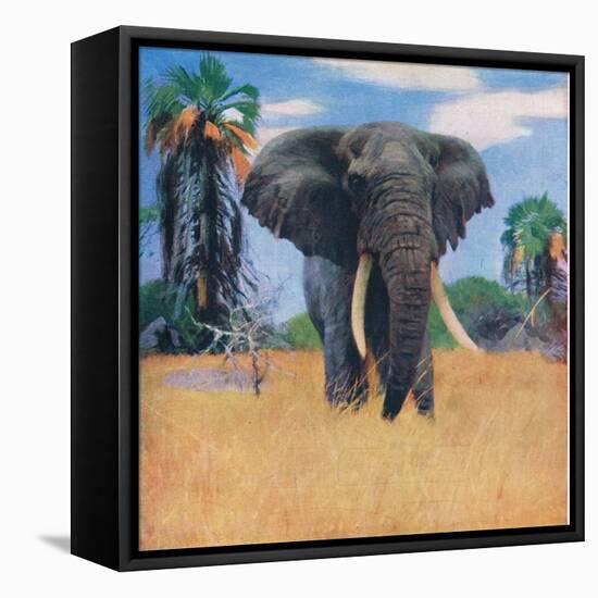 African Elephant in His Native Haunts-Wilhelm Kuhnert-Framed Stretched Canvas