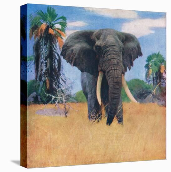 African Elephant in His Native Haunts-Wilhelm Kuhnert-Stretched Canvas