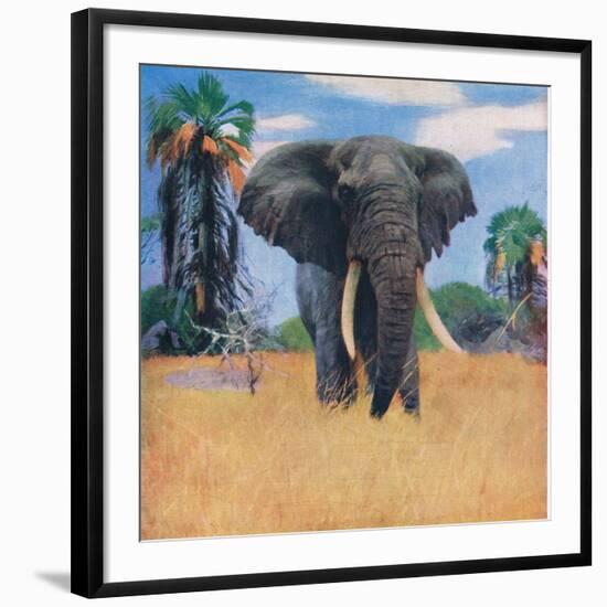 African Elephant in His Native Haunts-Wilhelm Kuhnert-Framed Giclee Print